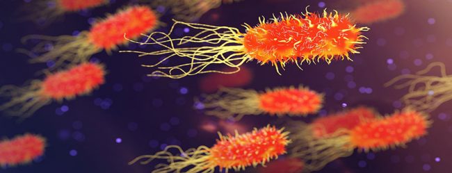 e.coli_